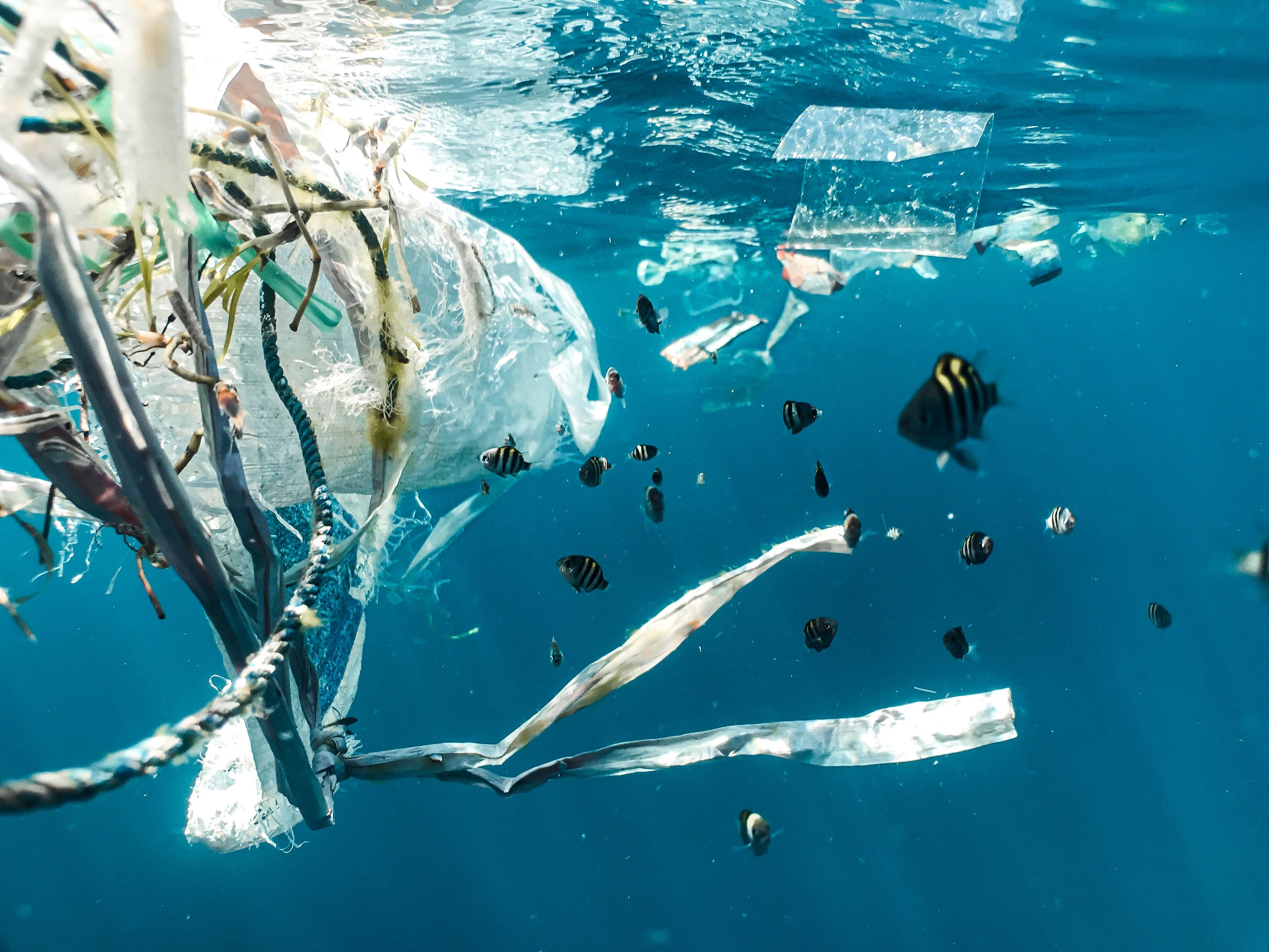 More Plastic Than Fish in Oceans by 2050. Join Our BeakFest to Help! 